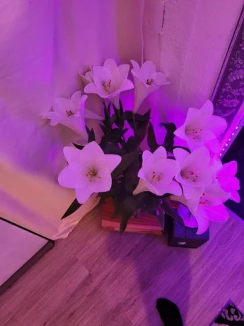 Erotik Massage Stripterasse Bei Oase